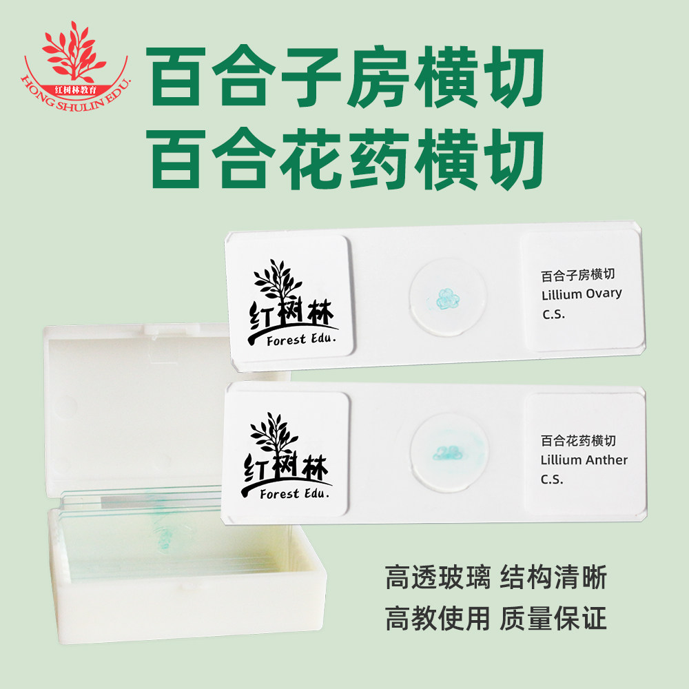 百合花药横切百合子房横切取材新鲜易观察厂家直销生物显微镜玻片