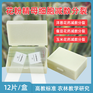 洋葱花药蚕豆花药玉米花药花粉精母细胞减数分裂套装农林植物学