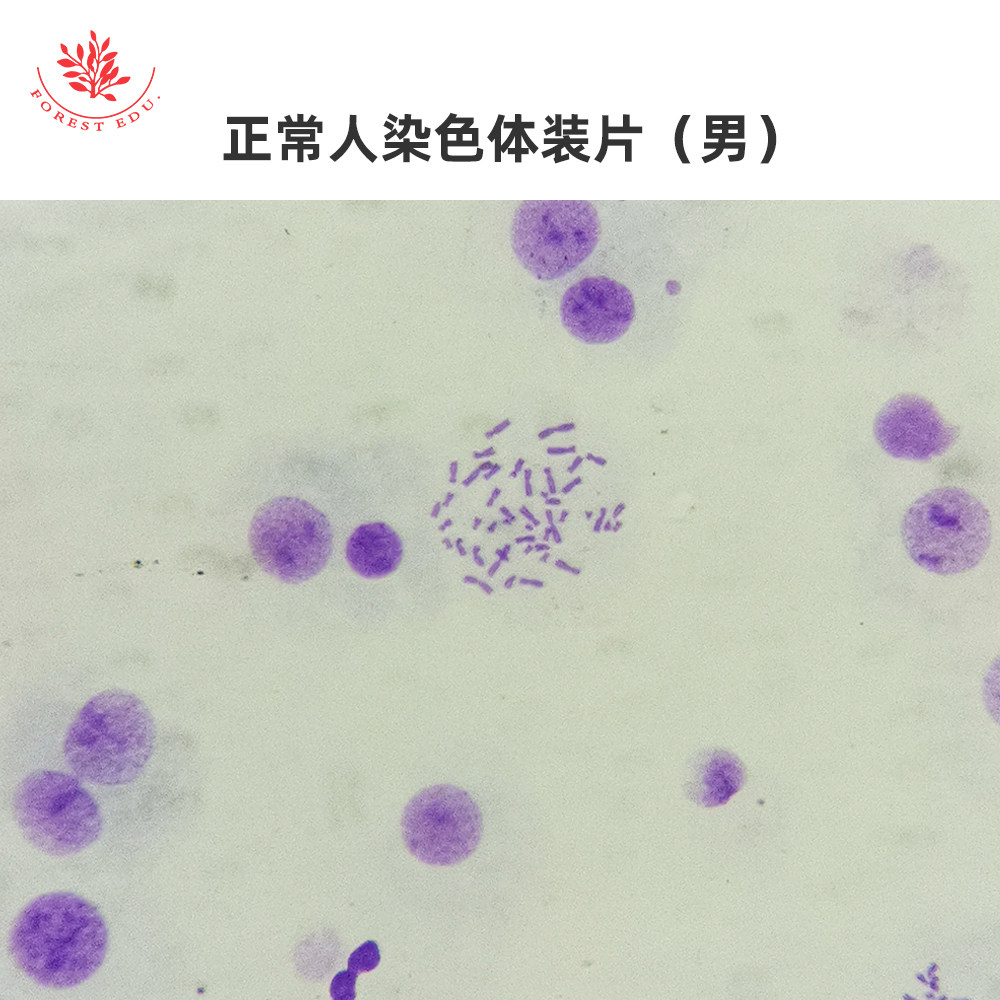 正常男人染色体装片正常女人染色体装片高校教学用生物显微玻片