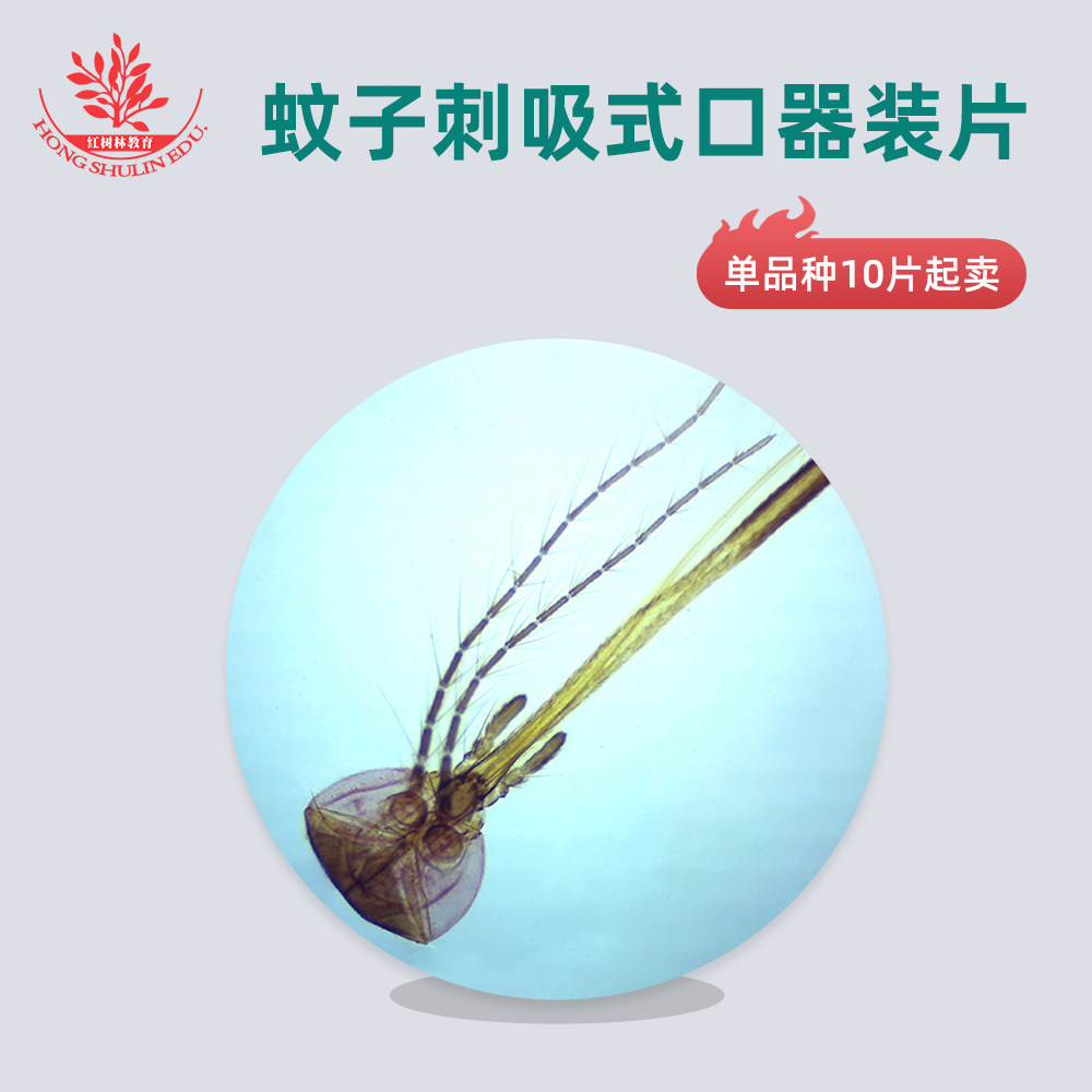 刺吸式口器装片蚊子口器装片动物组织切片显微镜玻片每种10片起卖