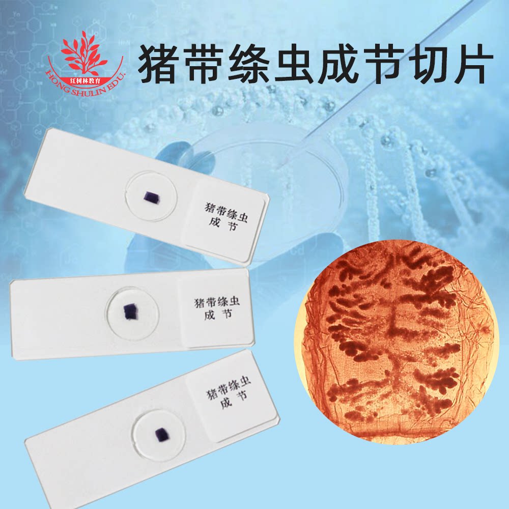 猪带绦虫成熟节装片高校教学实验研究所用寄生虫切片绦虫切片
