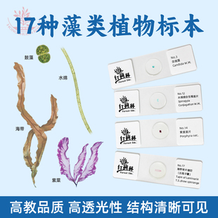 藻类植物显微玻片套装一盒17种高教标准含硅藻团藻衣藻念珠藻鼓藻