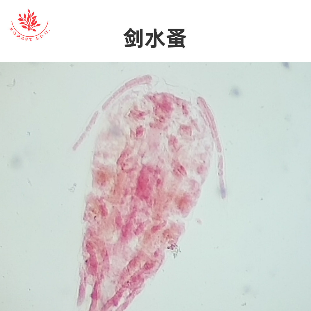 果蝇装片水蚤蚜虫装片显微镜玻片生物教学研究用玻片清晰易观察