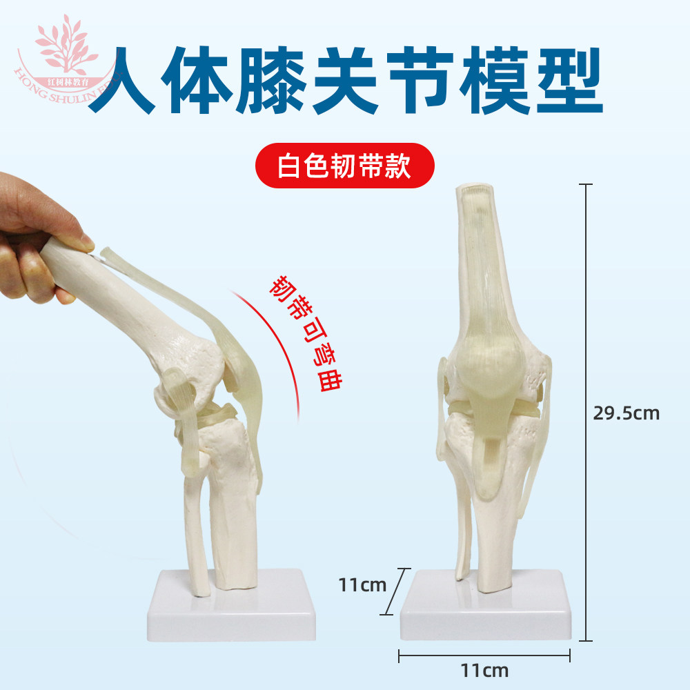 人体膝关节模型医学推拿正骨