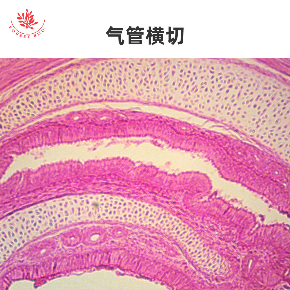 呼吸系统标本片气管横切气管纵切肺切片会厌软骨矢状切片显微玻片