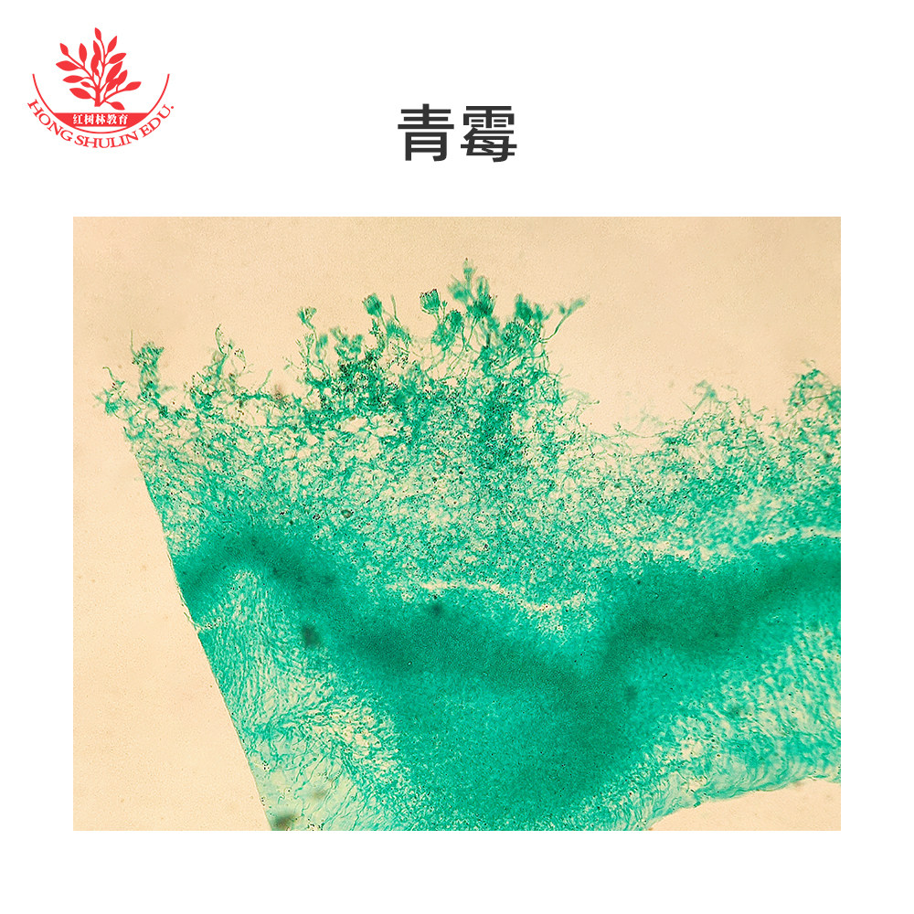 青霉曲霉黑根霉显微玻片高教品质显像清晰微生物学教学研究玻片