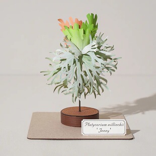 【纸模植物】jeancard立体纸雕3d镭射diy材料包珍妮鹿角蕨纸模