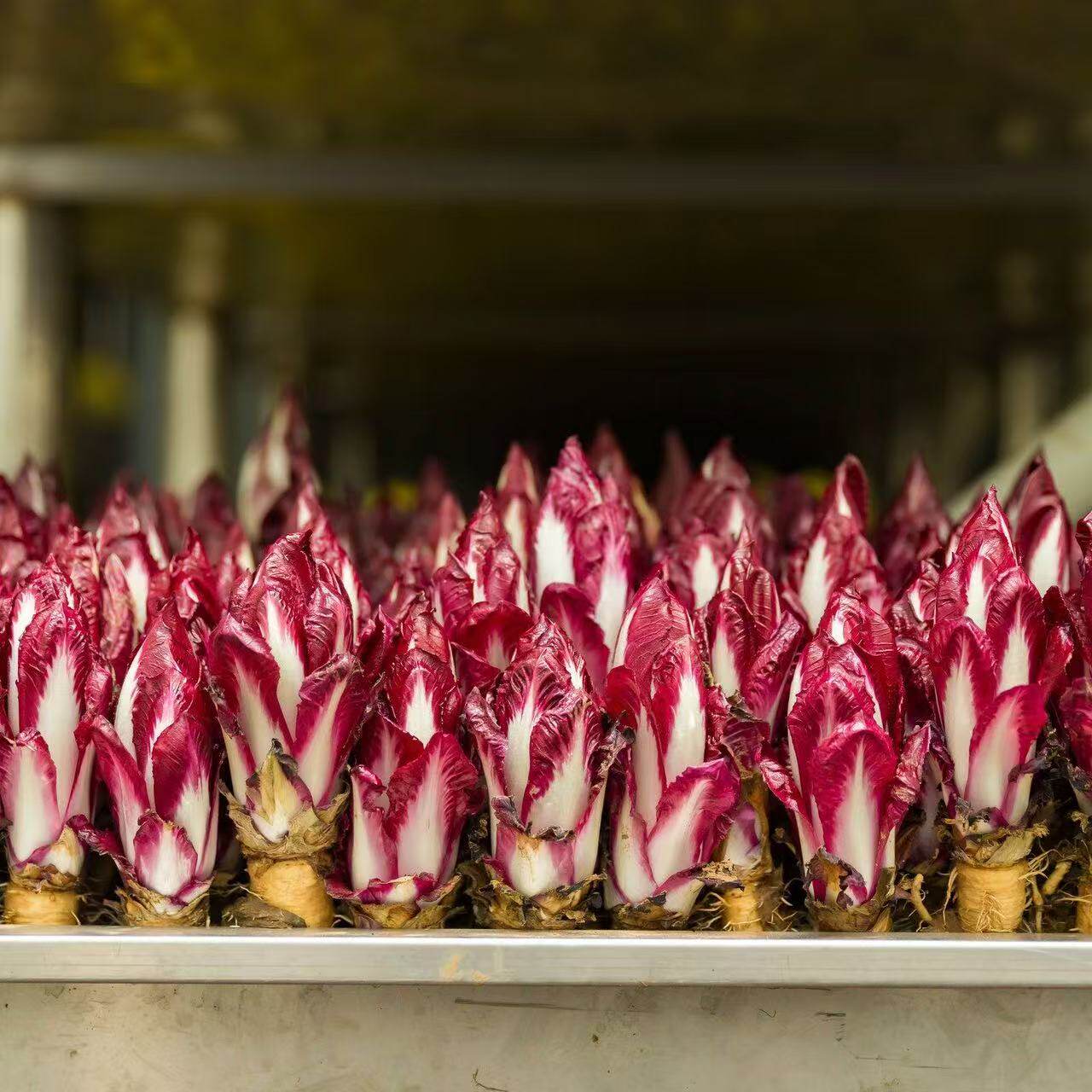 紫玉兰菜根苗欧洲新鲜红菊苣根红芽球蔬菜幼苗盆栽四季阳台易种活