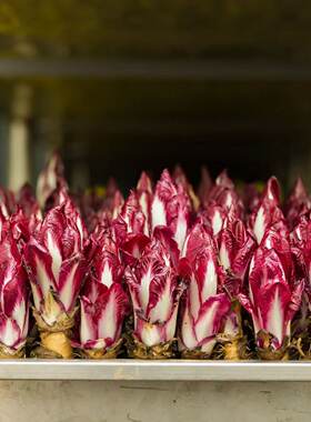 紫玉兰菜根苗欧洲新鲜红菊苣根红芽球蔬菜幼苗盆栽四季阳台易种活