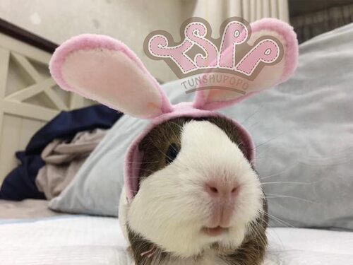 tspp搞怪豚鼠婆婆帽子