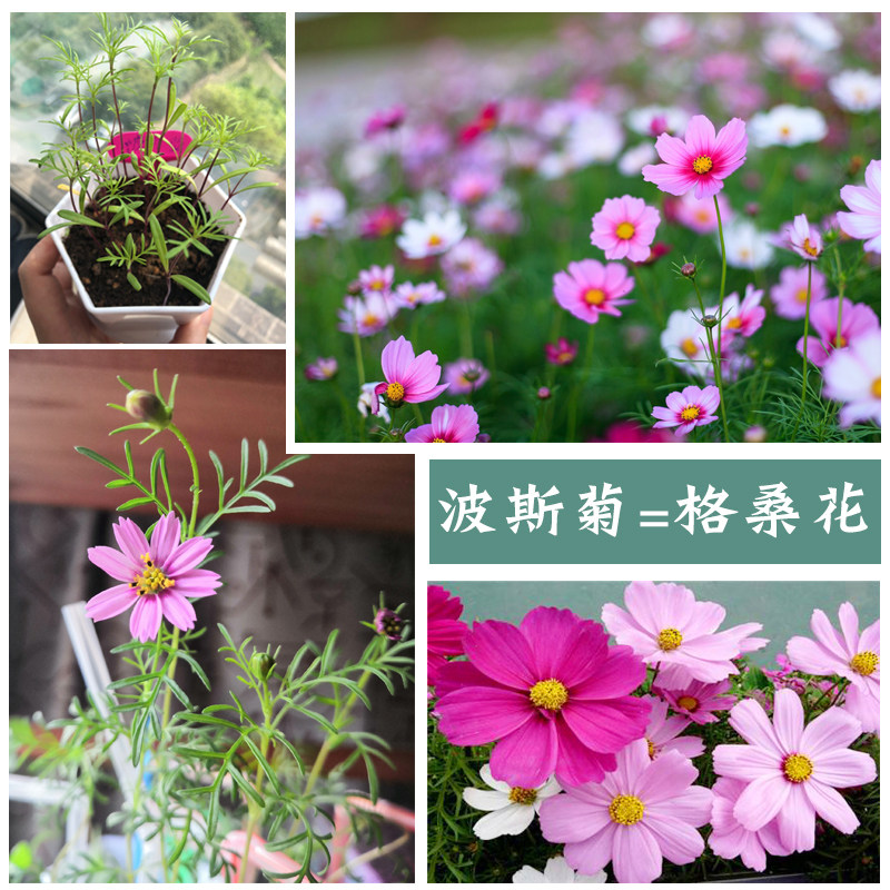 格桑花花种波斯菊花种七彩格桑花种籽庭院花种籽子桑格花种学生