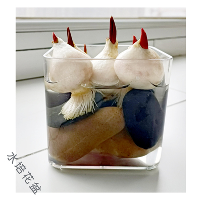 PET塑料简约花盆透明耐摔耐晒