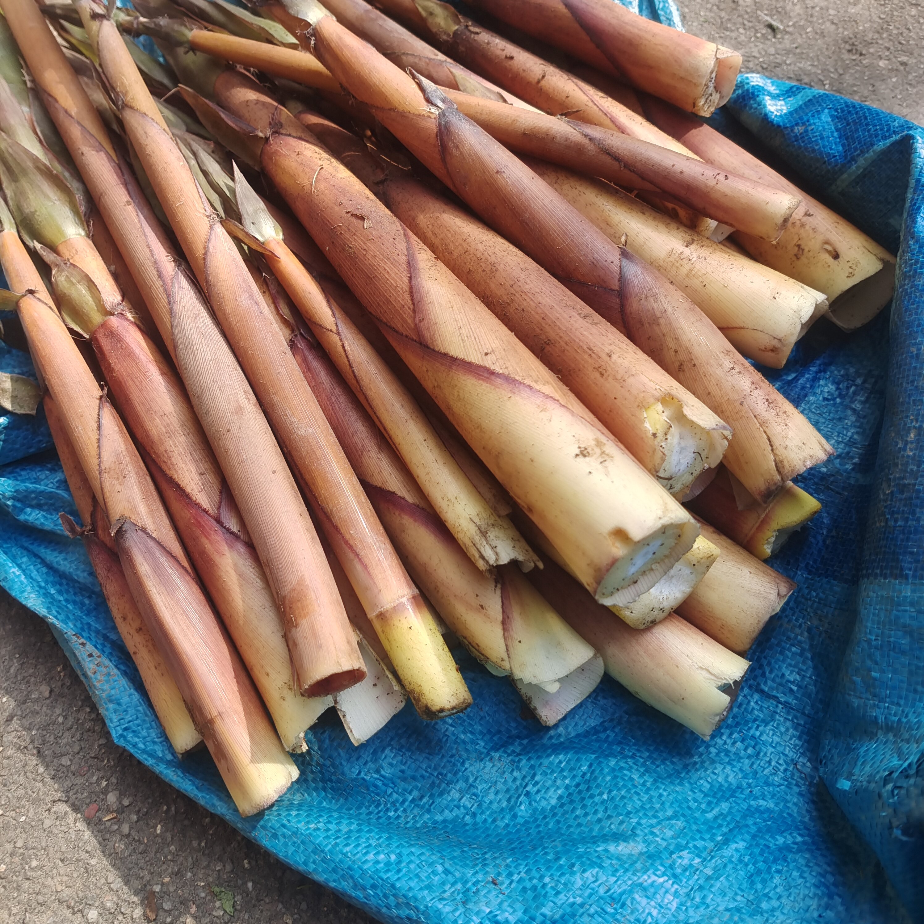 广西新鲜苦笋现挖现发带壳苦笋新鲜竹笋春笋小竹笋客家苦笋鲜竹笋