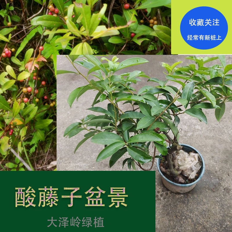 酸藤子盆景酸藤子苗儿时回忆信筒子挖不尽盆景酸藤子熟桩新奇植物