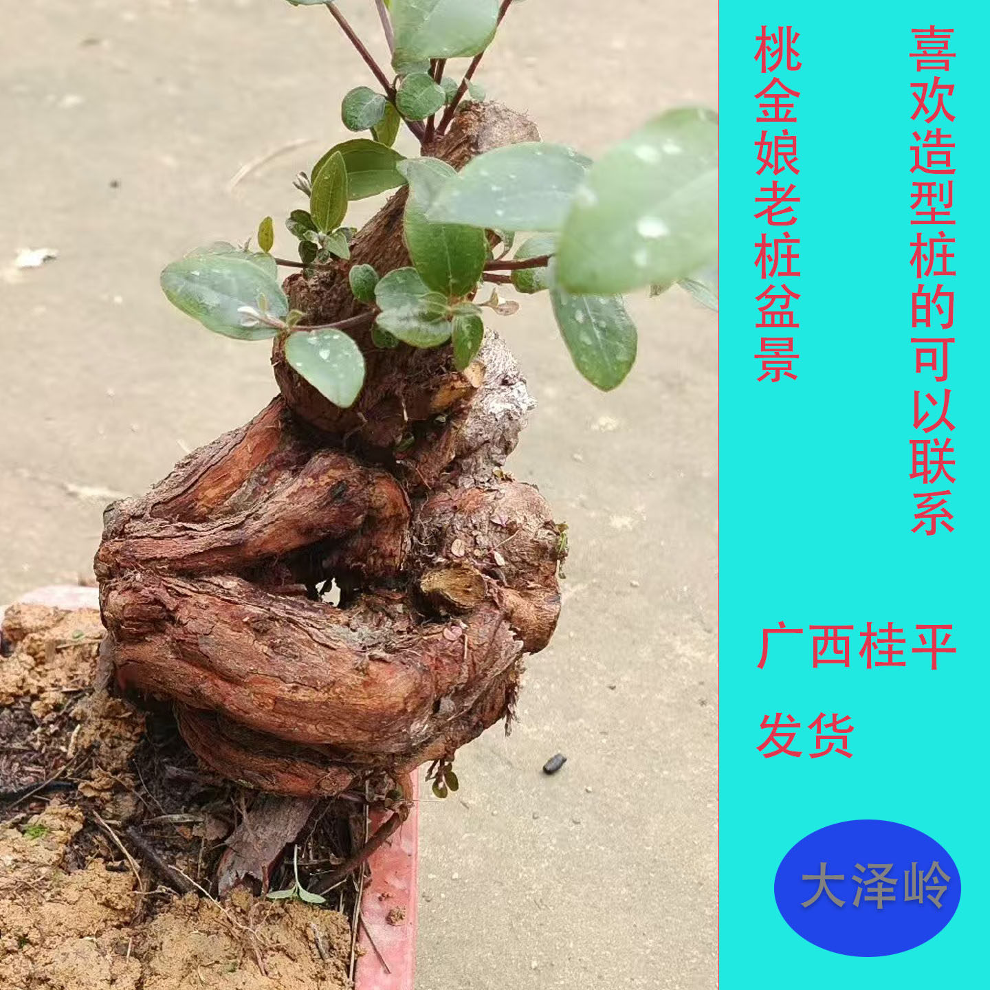 桃金娘熟桩造型桩桃金娘盆景老桩捻子树苗树桩岗捻名贵水果树苗