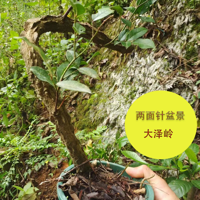 广西野外生两面针盆景老桩入地金牛苗包邮新奇植物四季常绿二面针