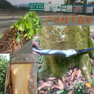 肉桂树树苗广西桂皮树肉桂老桩官桂玉桂苗香料调味高山紫油桂皮苗