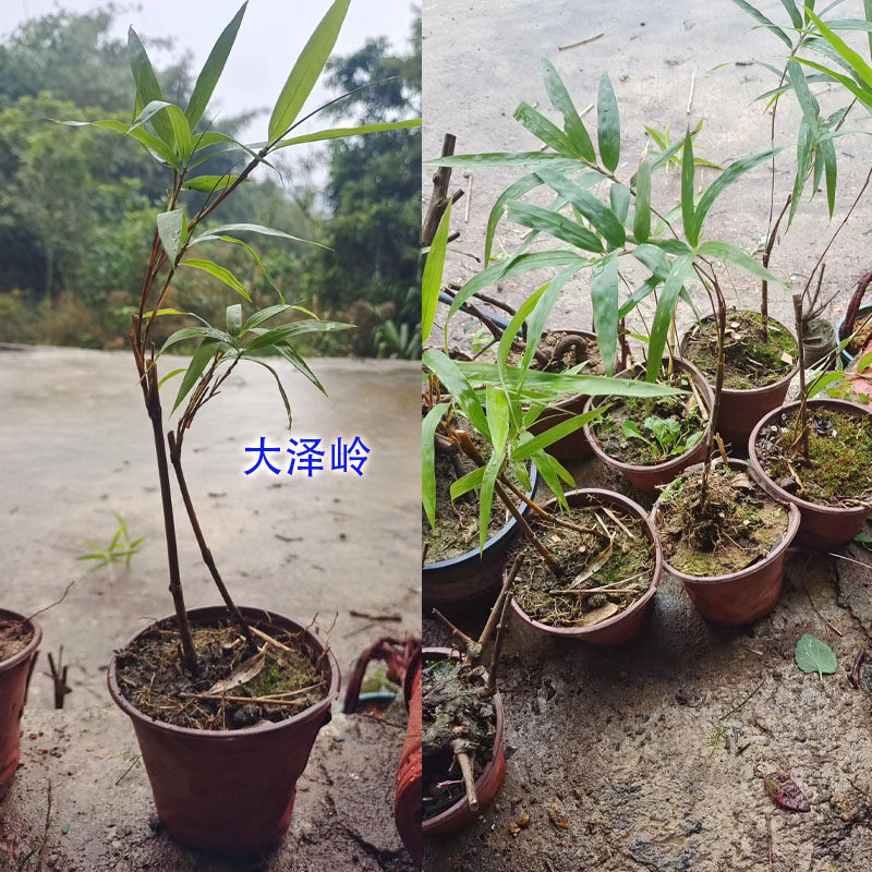 矢竹苗鱼杆竹高野竹苗矢竹子细竹子苗高山竹钓鱼杆钓虾杆竹子苗