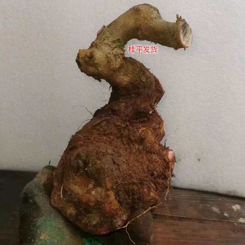 食用桃金娘老桩桃金娘盆景苗捻子木盆栽桃金娘苗山捻子盆景造型桩
