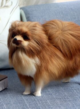 宠物仿真俊介犬博美狗