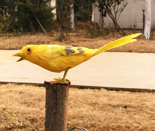 动物模型 仿真黄莺喜鹊黄鹂鸟麻雀 羽毛小鸟摄影教科道具玩具