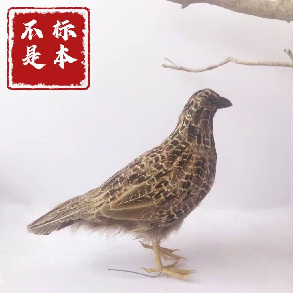 动物模型仿真土鸡泡沫羽毛工艺
