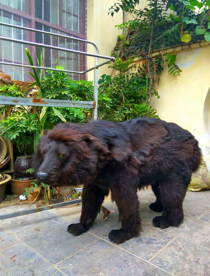 动物模型仿真黑狗熊摄影道具