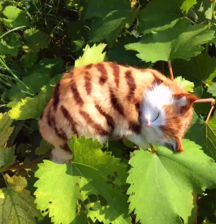 仿真动物模型 花猫仿真小猫睡猫咪摄影教科道具用品 宠物玩具包邮