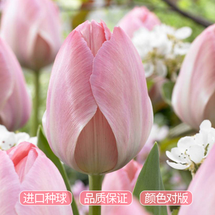 现货进口郁金香种球自然球5球装 水培耐寒庭院阳台地栽盆栽