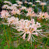 彼岸花种球种籽子盆栽花苗红花石蒜种球黄花忽地笑地栽庭院