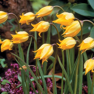 新球现货 进口原生郁金香种球复花易繁殖多年生更耐寒地栽盆栽