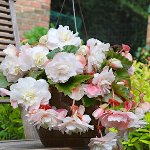 进口球根海棠种球直立型垂吊型双色系夫妻海棠垂吊球根海棠