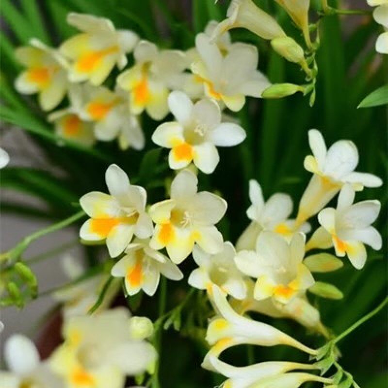 原生小苍兰种子 香雪兰种球 繁殖快开花香矮小香花多年生球根花卉