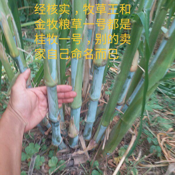 金牧粮草桂牧一号四季高产牛羊牧草王甜象皇竹草巨菌蜜蔗多年生