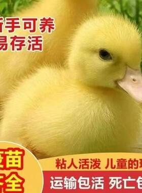 柯尔鸭活宠物网红鸭子小黄鸭宠物