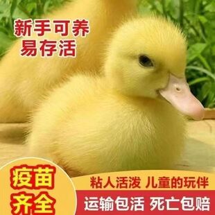 柯达鸭活宠物网红鸭子科尔鸭可达鸭长不大的鸭子宠物鸭小黄鸭活鸭