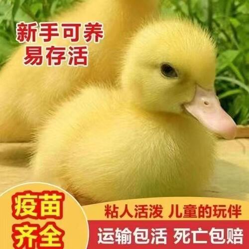 柯尔鸭活宠物网红鸭子小黄鸭宠物