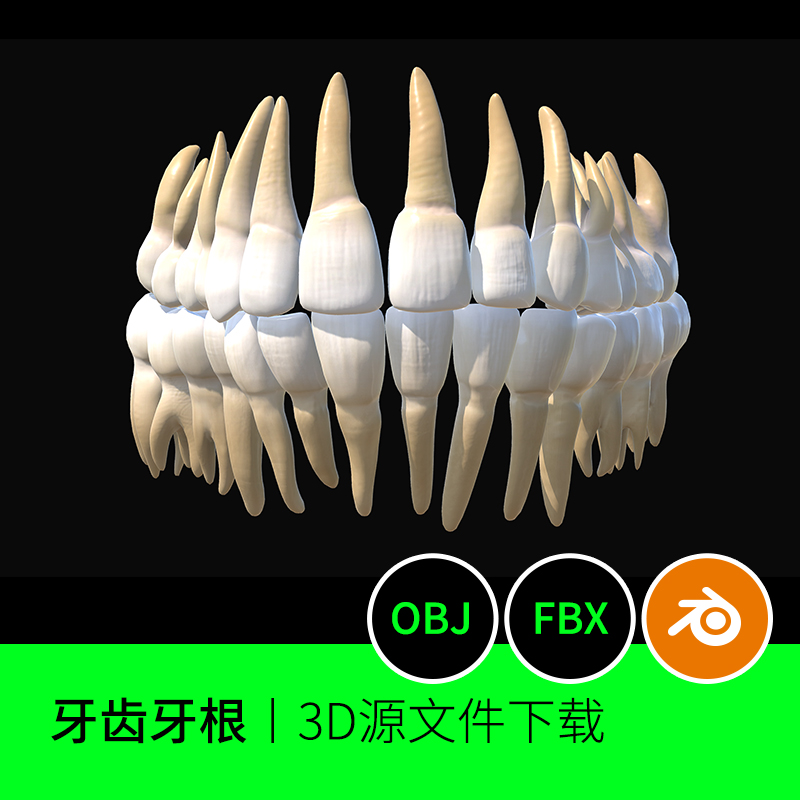 牙齿牙根口腔医学解剖3D三维模型素材文件下载blender建模452