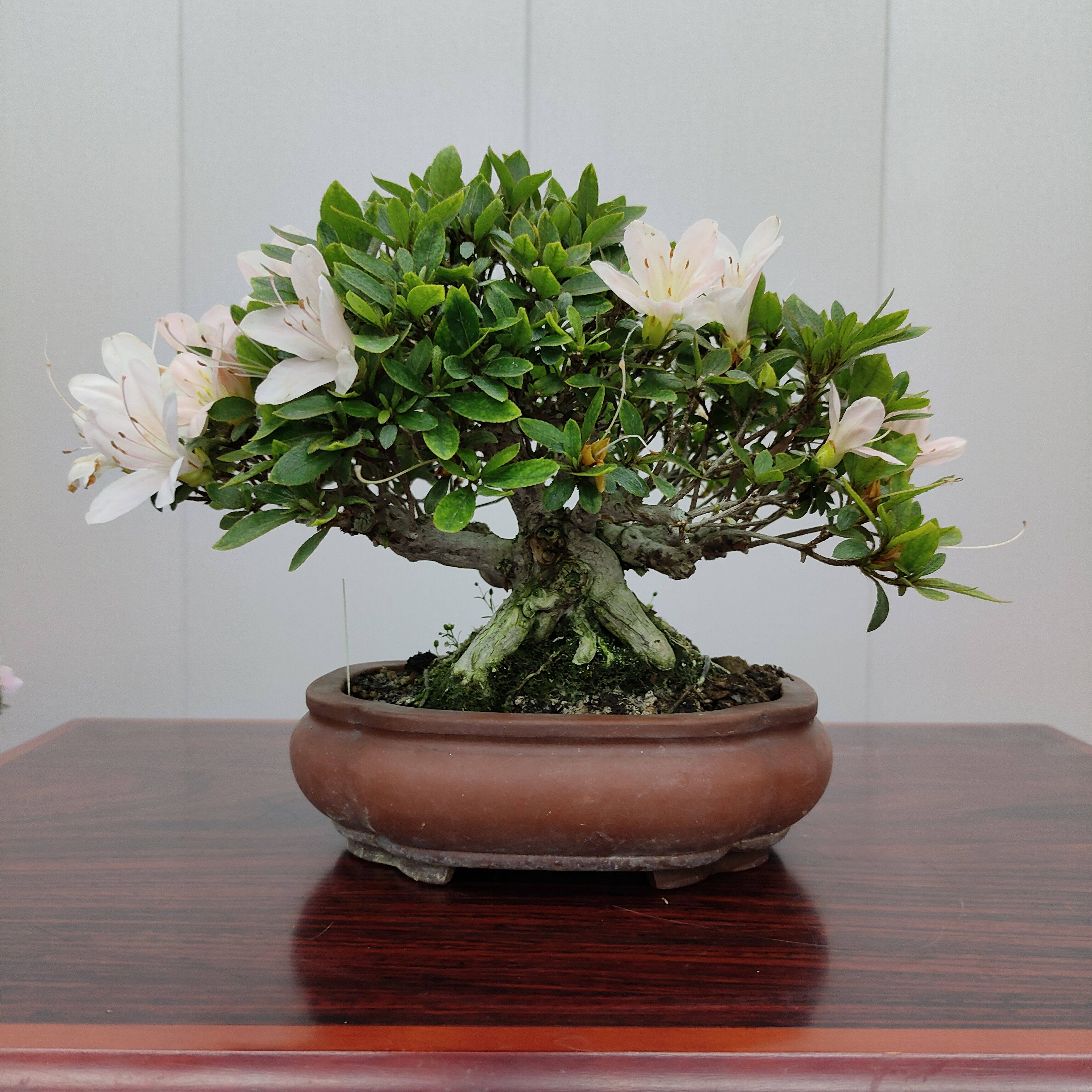 日本皋月杜鹃  晃山  矮霸盆景盆栽植物一手托把玩茶桌办公室
