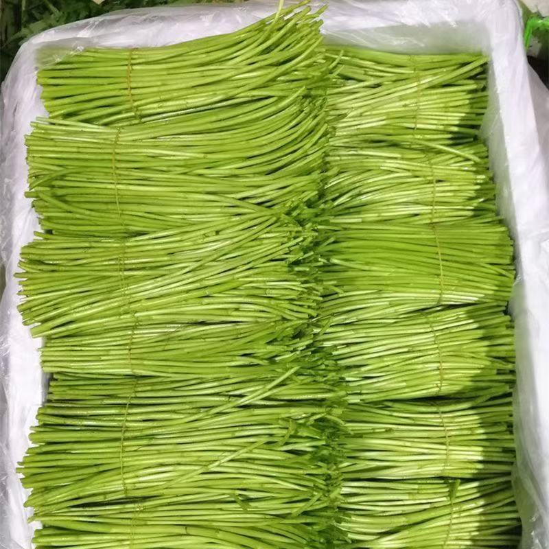 特色蔬菜农家新鲜芦蒿鲜嫩泥蒿蒌蒿现摘现发