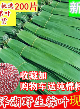 2026年新鲜芦苇叶粽叶苏北洪泽湖