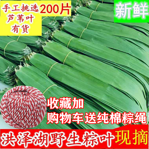 野生芦苇叶粽叶手工挑选