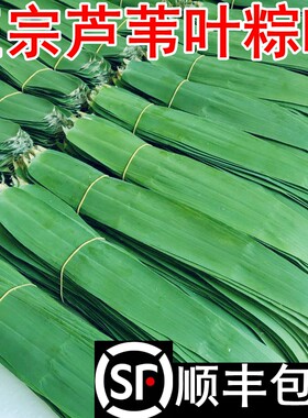 顺丰包邮】芦苇叶粽叶当天现摘发新鲜农家粽子叶野生包粽子端午节