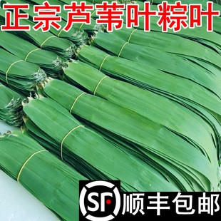 顺丰包邮】芦苇叶粽叶当天现摘发新鲜农家粽子叶野生包粽子端午节