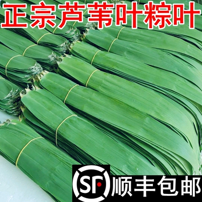 顺丰包邮】芦苇叶粽叶当天现摘发新鲜农家粽子叶野生包粽子端午节