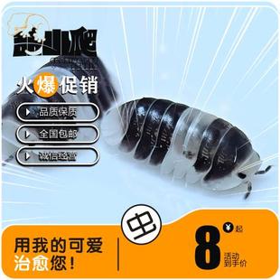 鼠妇熊猫王虫子西瓜虫宠物十只一组备损2只大苗亚成懒人台桌宠物