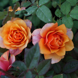 永远的艾帕索欧月大花微型月季盆栽丰花月季花苗带土发货