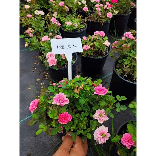 心上人/恋人印记盆栽月季花苗阳