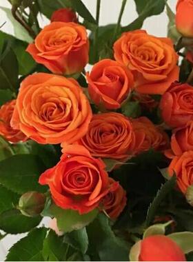 橙色芭比 多头玫瑰切花月季花苗 绿植盆栽 勤花多花 中苗