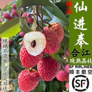 观音绿荔枝现摘新鲜保鲜发货